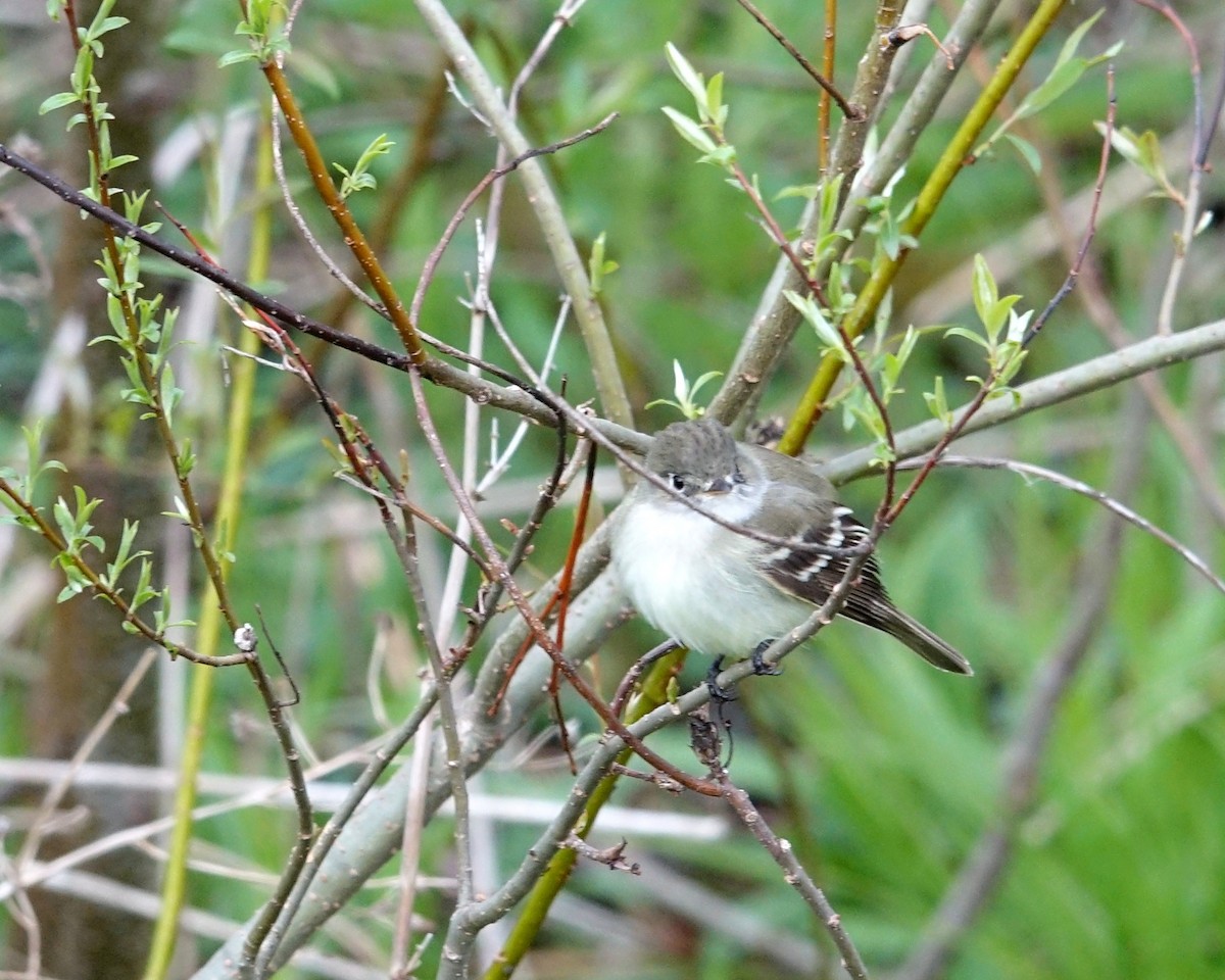 Least Flycatcher - ML335634601