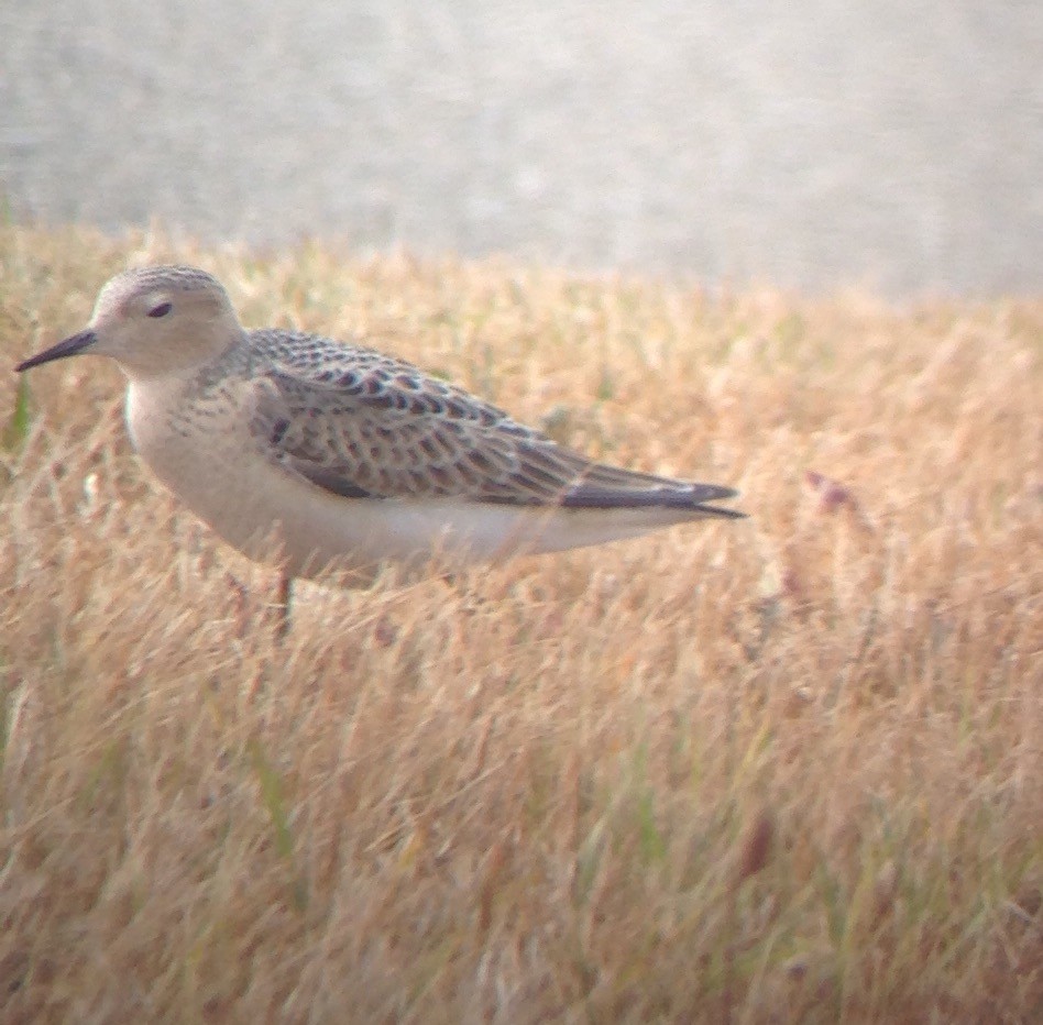 Buff-breasted Sandpiper - Carey Bergman