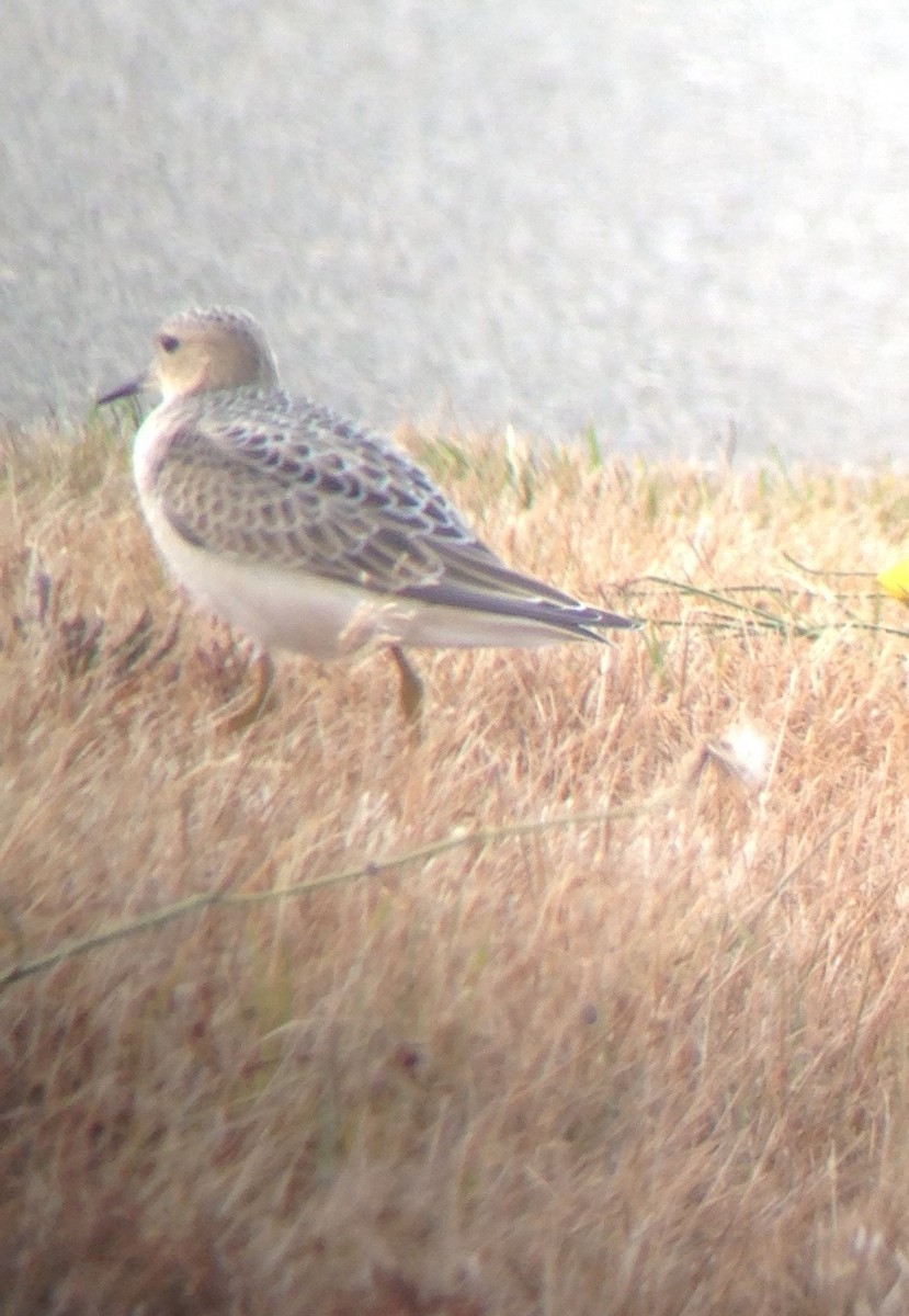 Buff-breasted Sandpiper - Carey Bergman