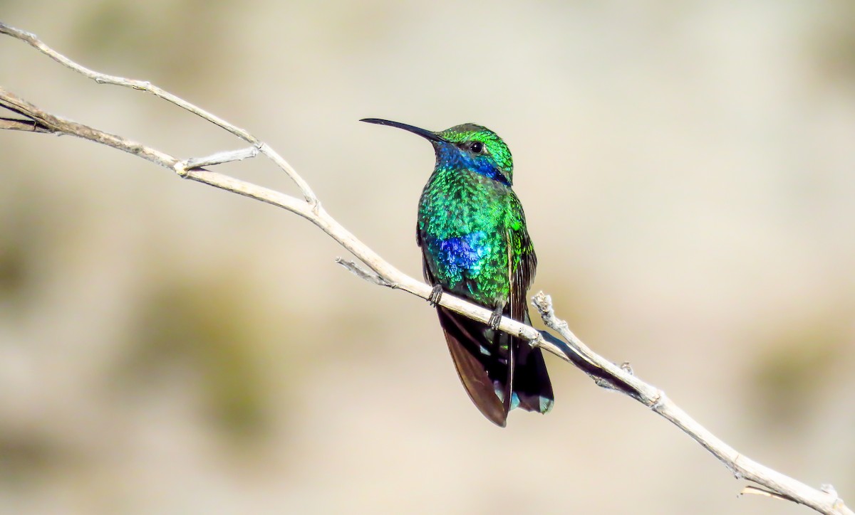 Colibrí Rutilante - ML335636111