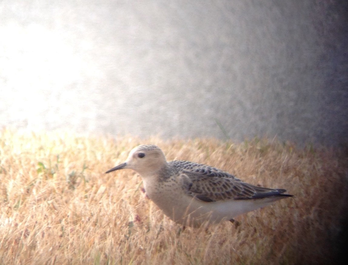 Buff-breasted Sandpiper - Carey Bergman