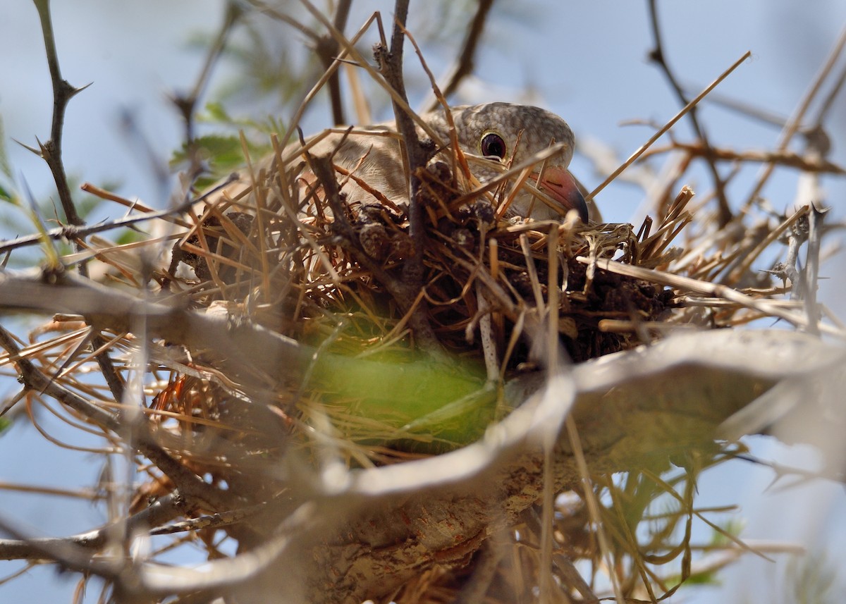 Common Ground Dove - ML335636331