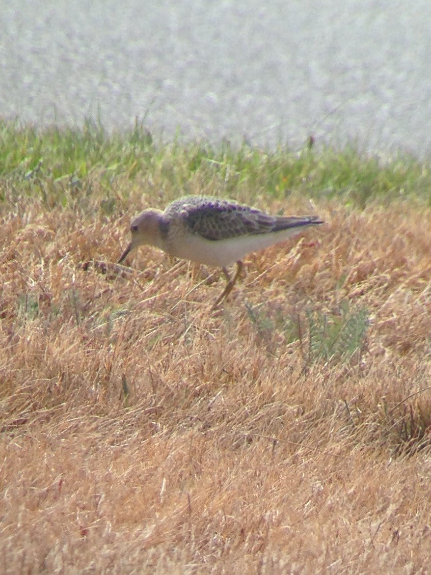 Buff-breasted Sandpiper - Carey Bergman