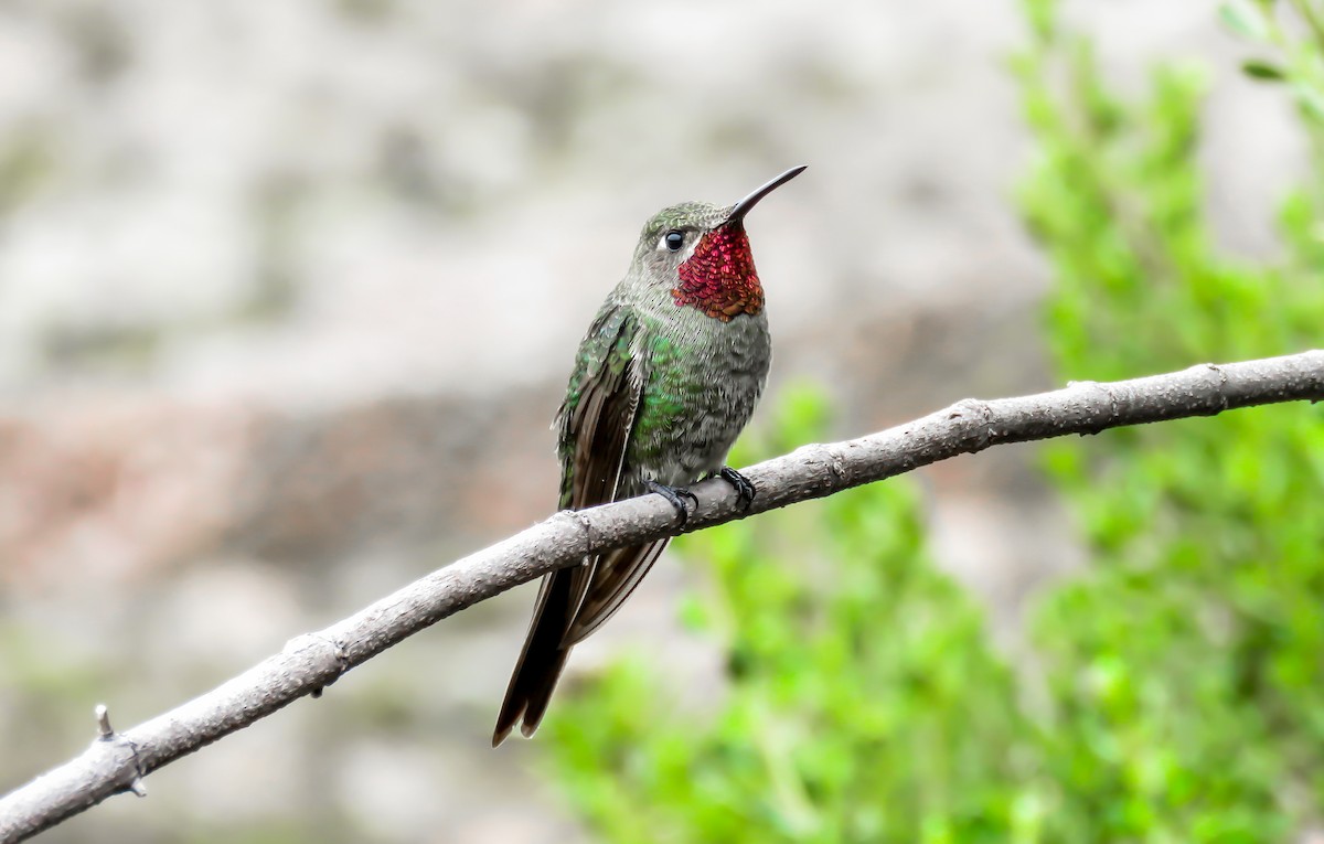 Colibri de Bourcier - ML335636631