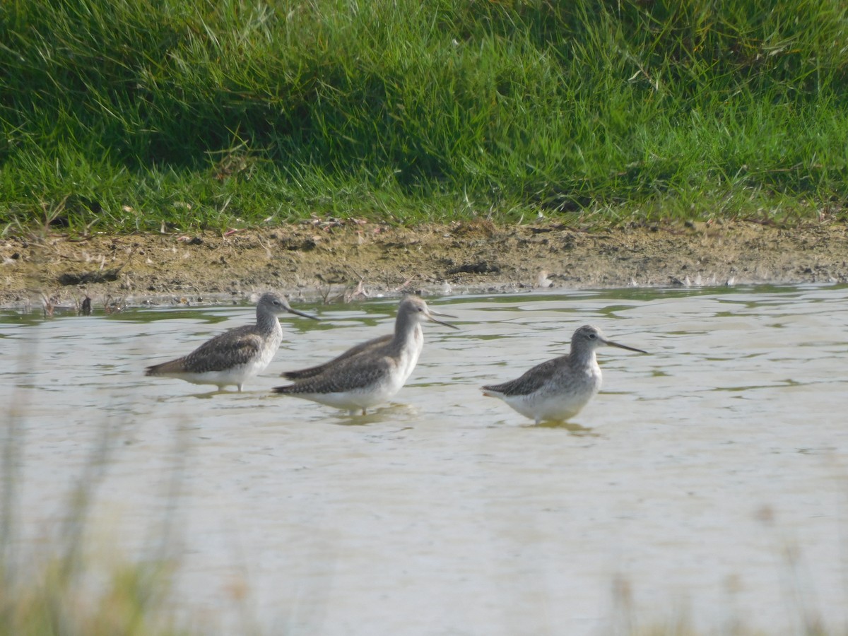 Greater Yellowlegs - ML335637401