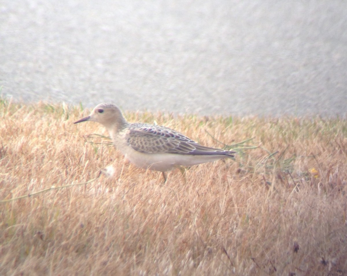 Buff-breasted Sandpiper - ML33563761