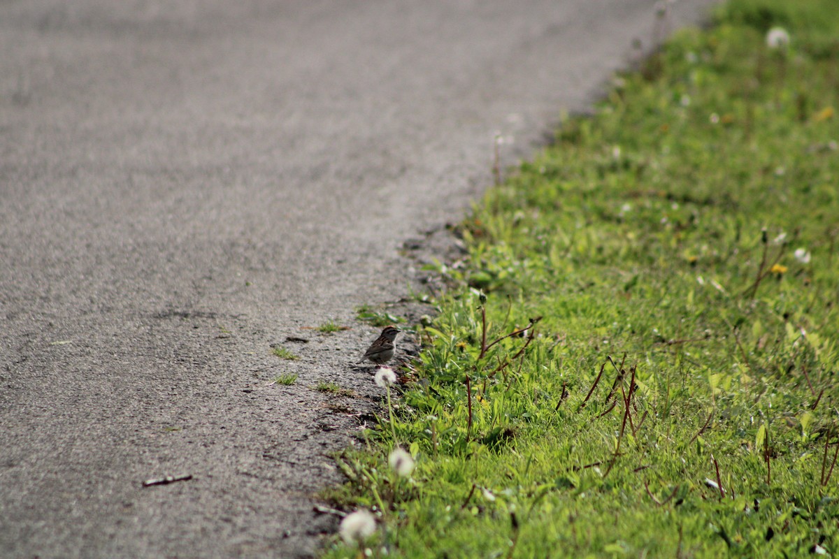 Chipping Sparrow - ML335638221