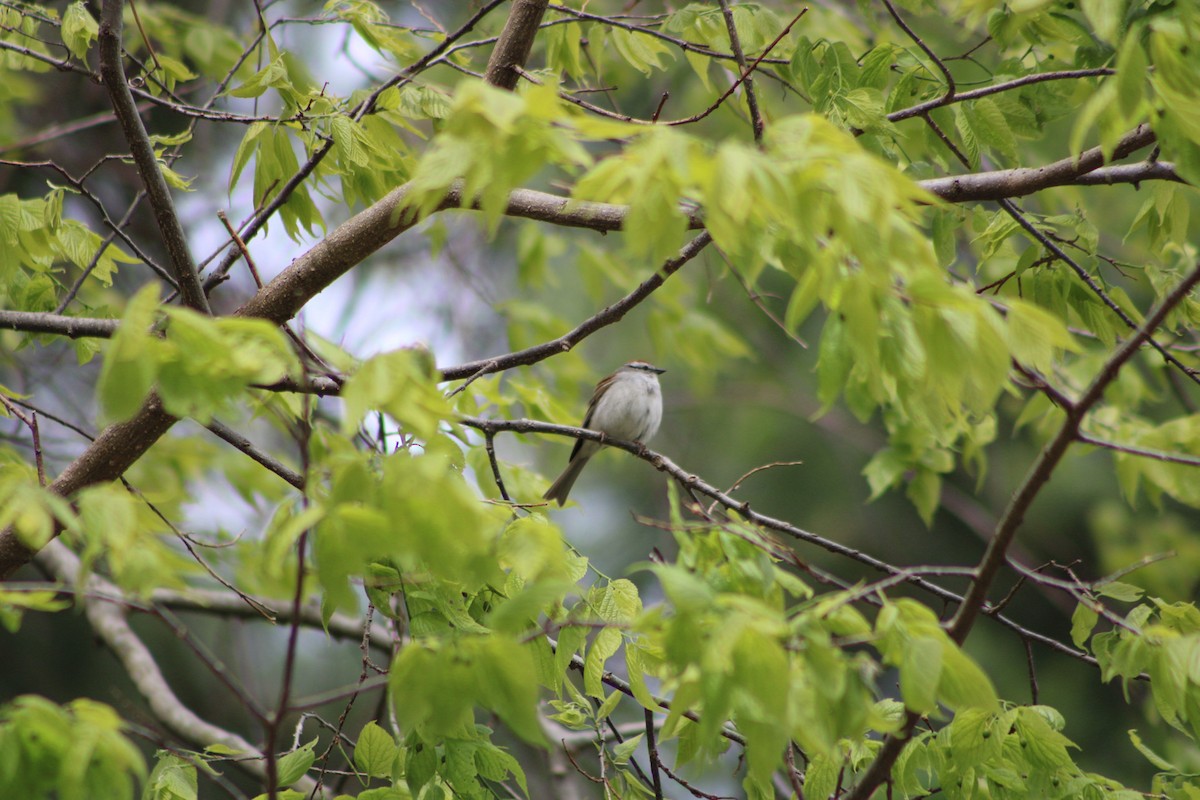 Chipping Sparrow - ML335638241