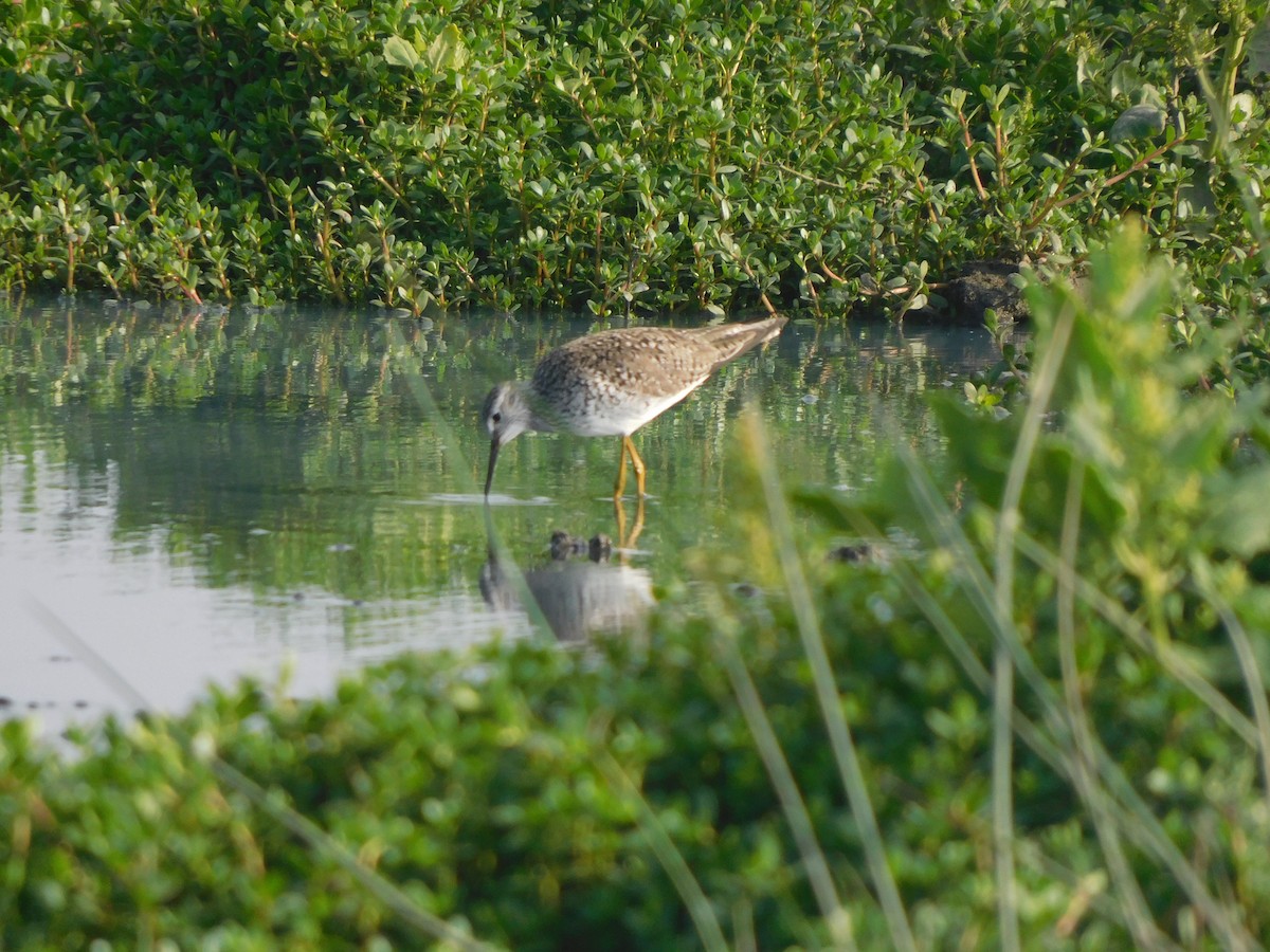 Lesser Yellowlegs - ML335638281