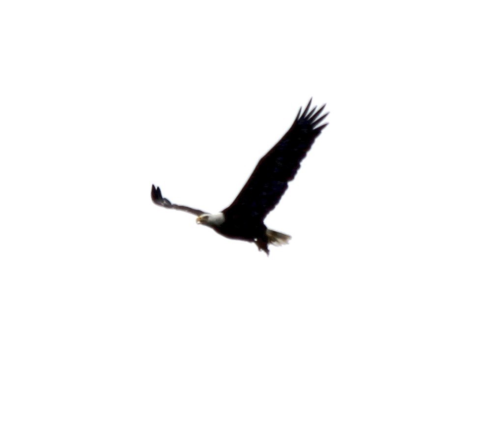 ハクトウワシ - ML335638491