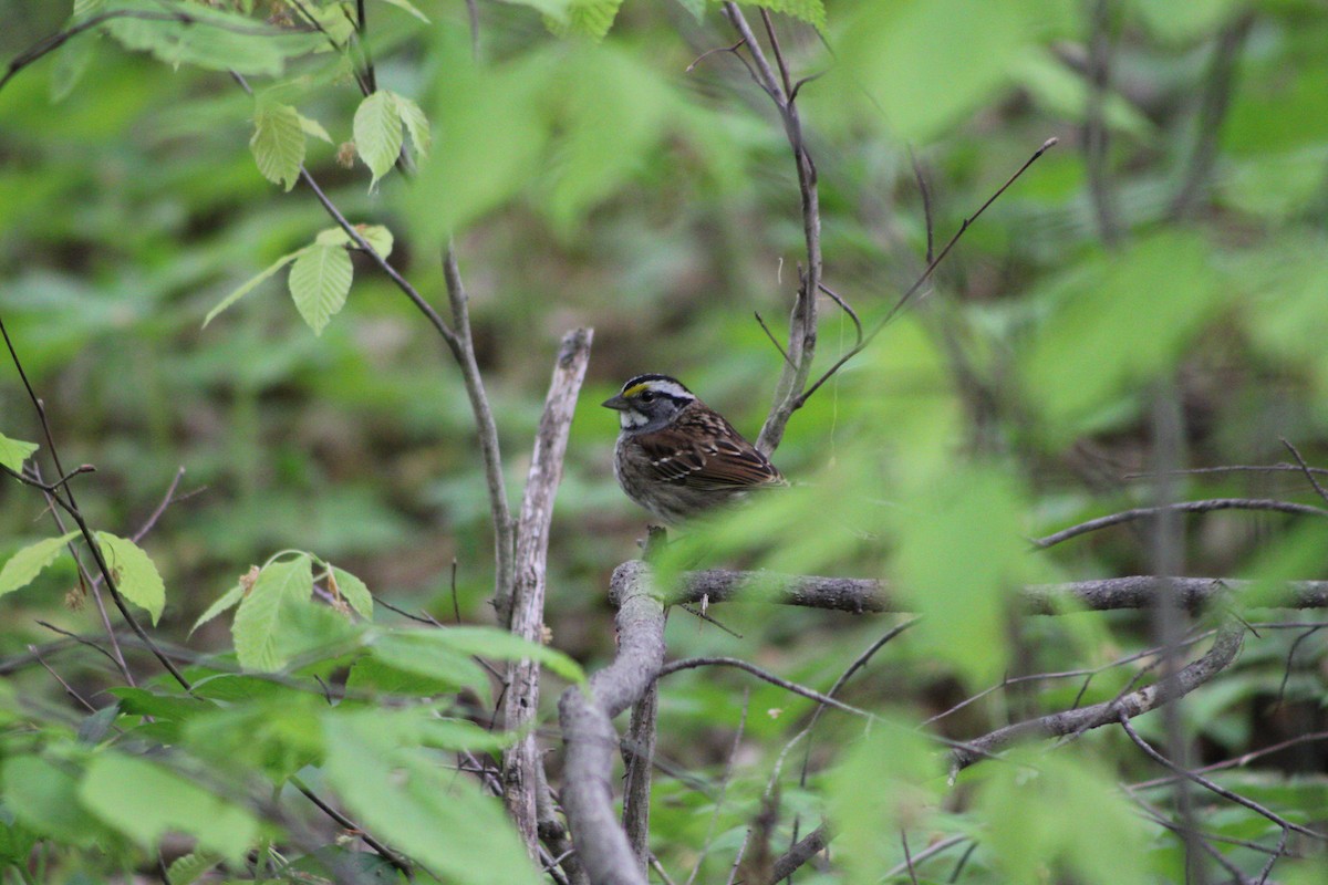 White-throated Sparrow - ML335639051