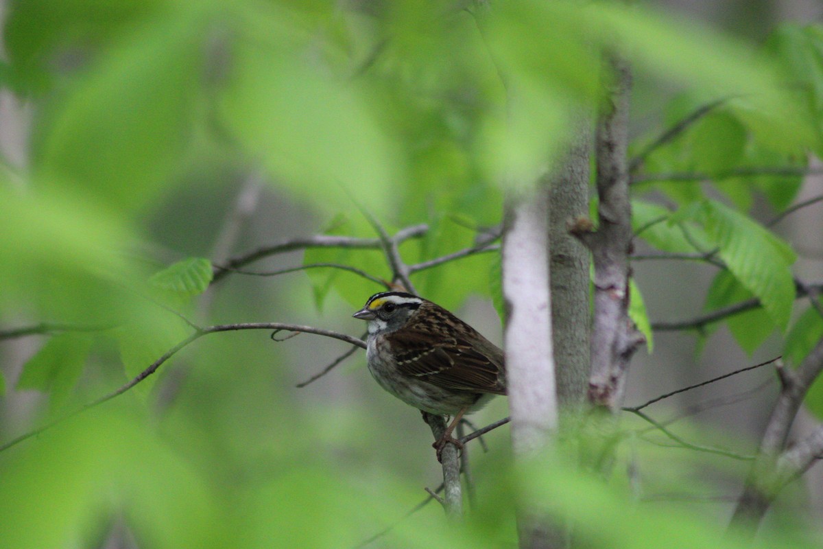 White-throated Sparrow - ML335639061