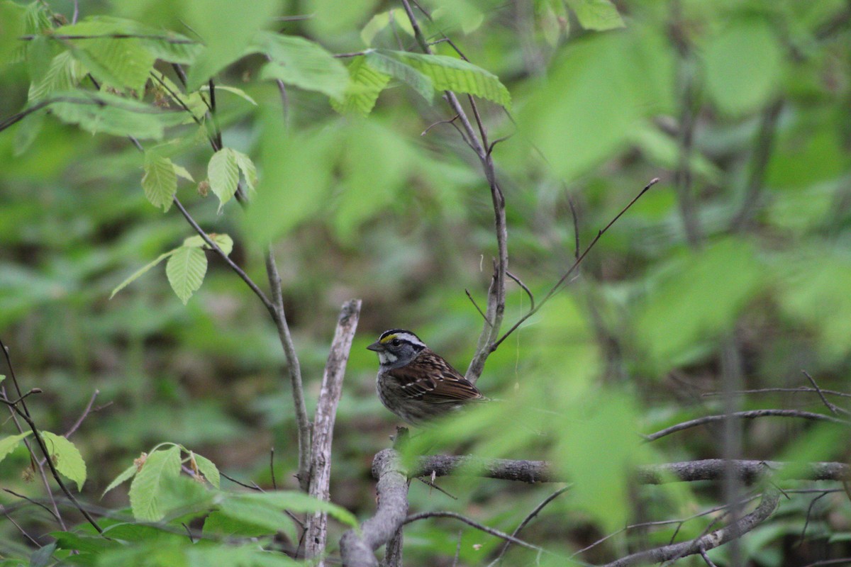 White-throated Sparrow - ML335639071