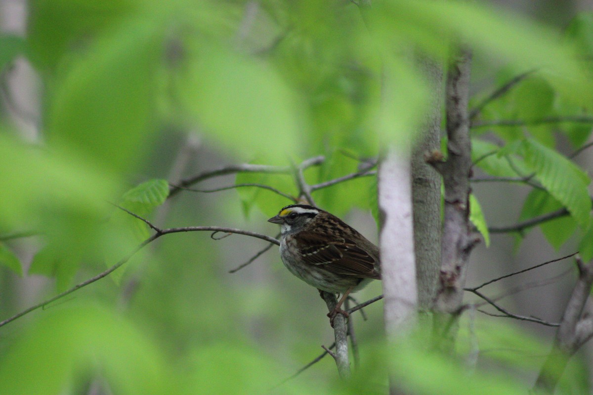 White-throated Sparrow - ML335639101