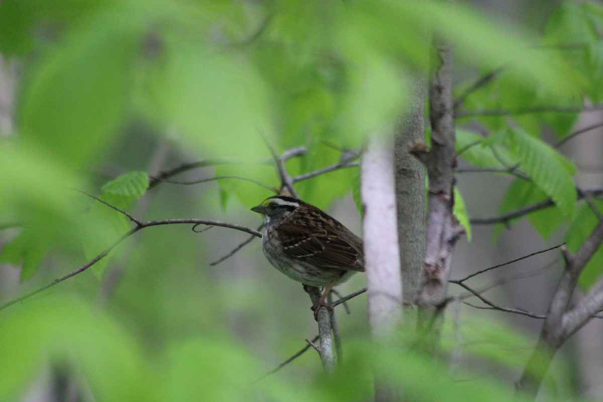White-throated Sparrow - ML335639191