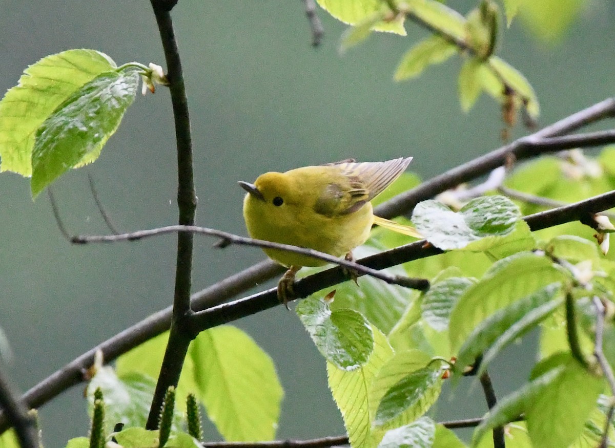 Yellow Warbler - ML335639221
