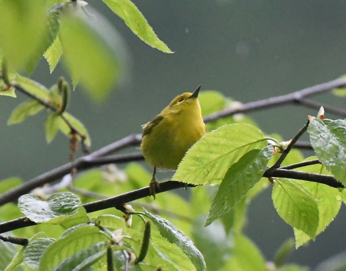 Yellow Warbler - ML335639231