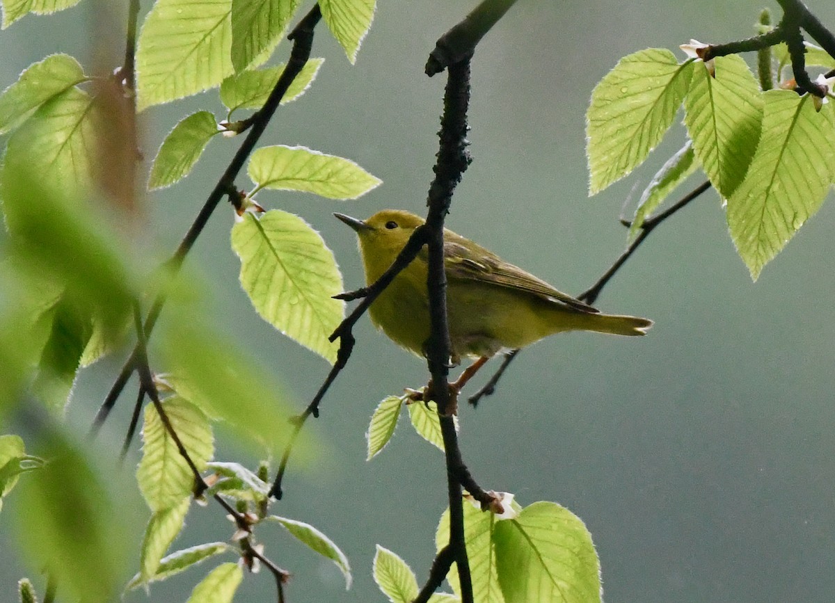 Yellow Warbler - ML335639271