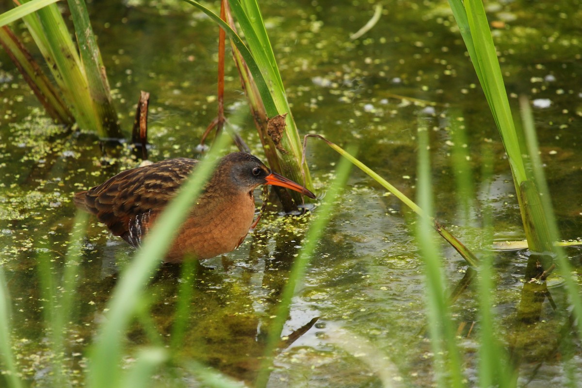 Virginia Rail - ML335639681