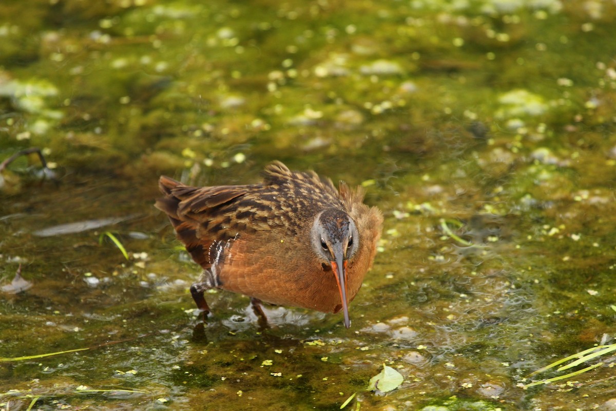 Virginia Rail - ML335639891