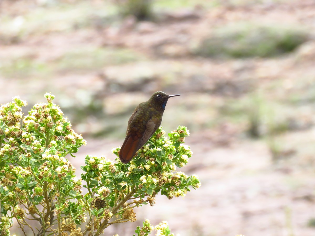 kolibřík mourovatý - ML335639921