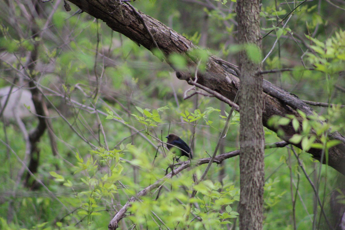 Brown-headed Cowbird - ML335640301