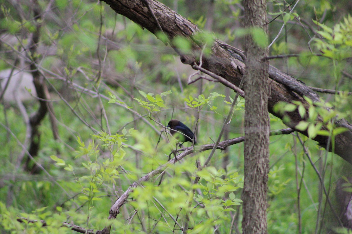 Brown-headed Cowbird - ML335640331