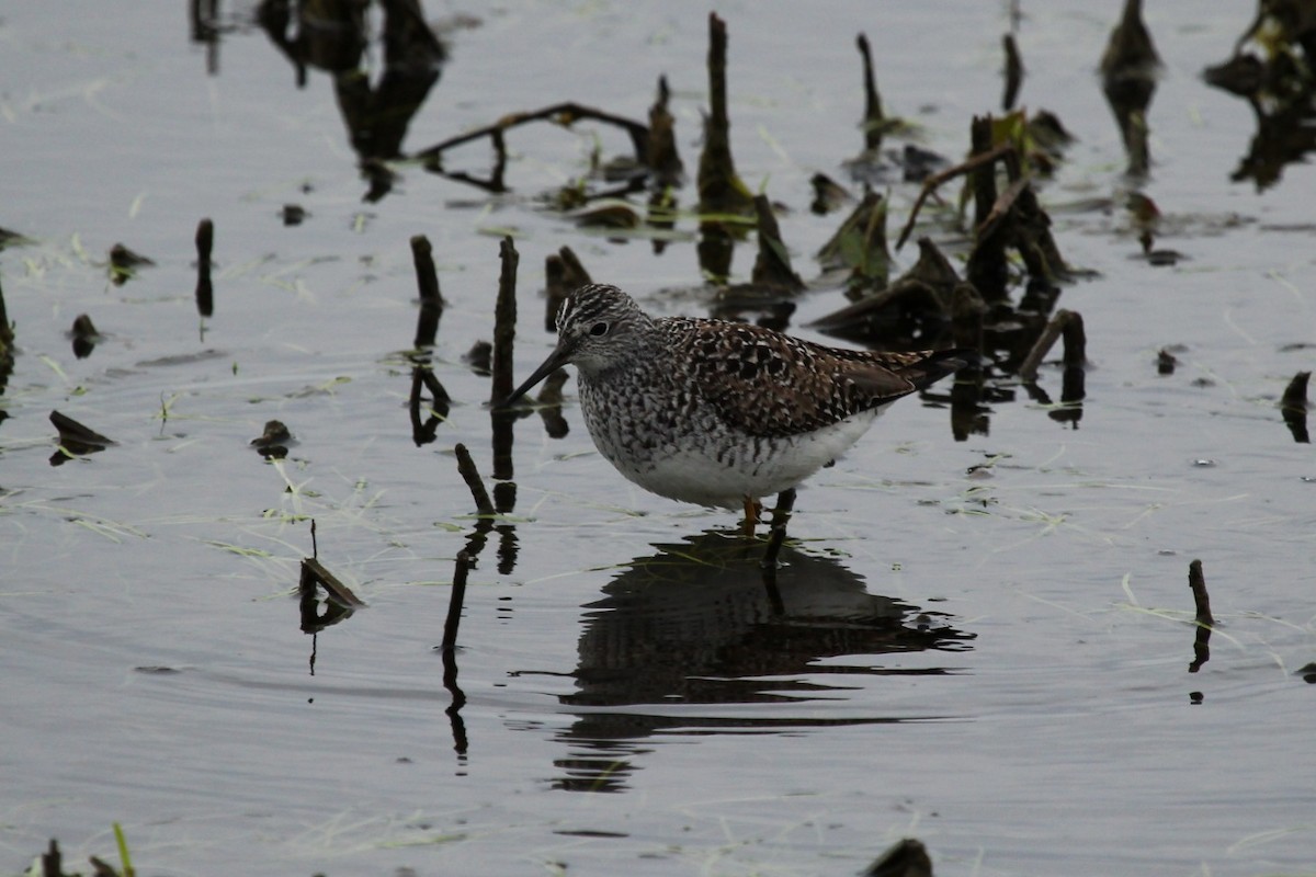 Lesser Yellowlegs - ML335640341