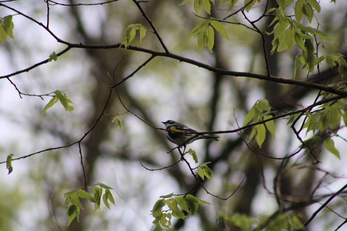 Yellow-rumped Warbler - ML335641141