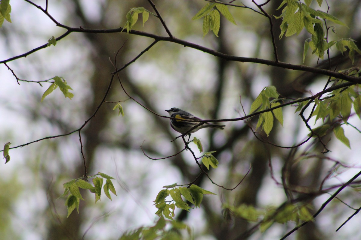 Yellow-rumped Warbler - ML335641241