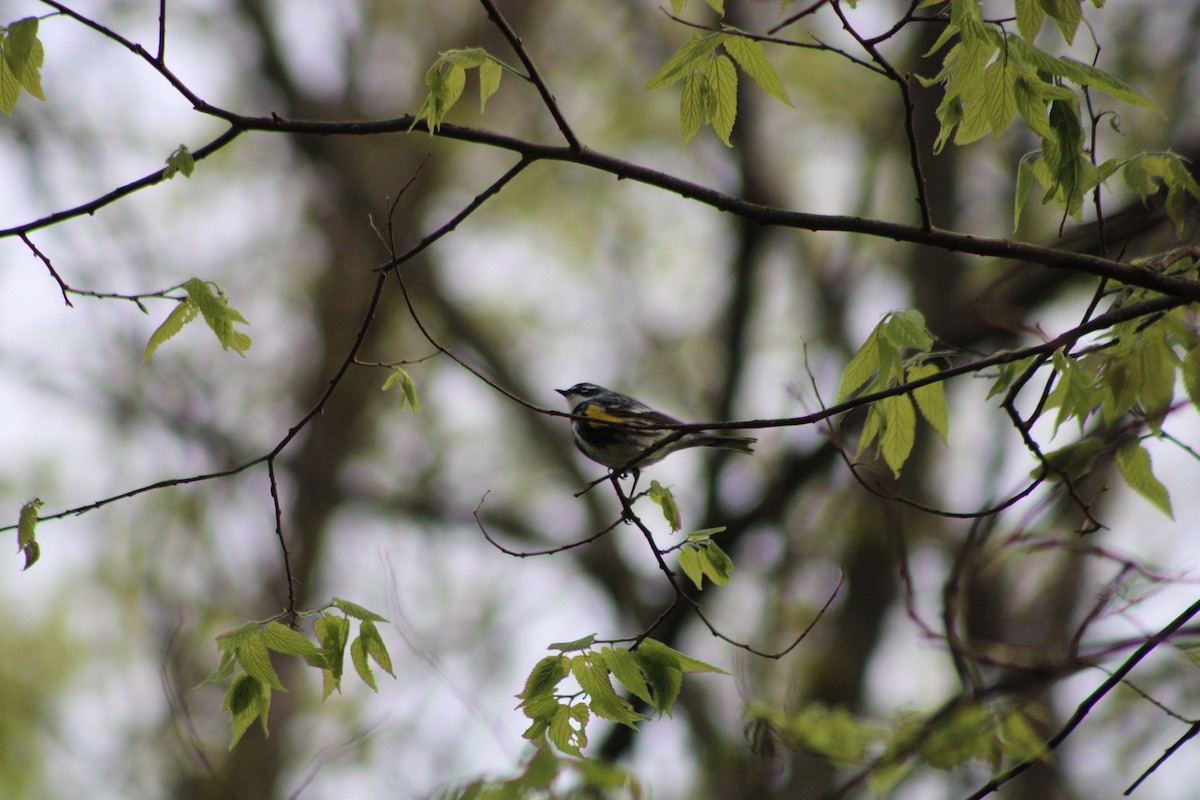 Yellow-rumped Warbler - ML335641251