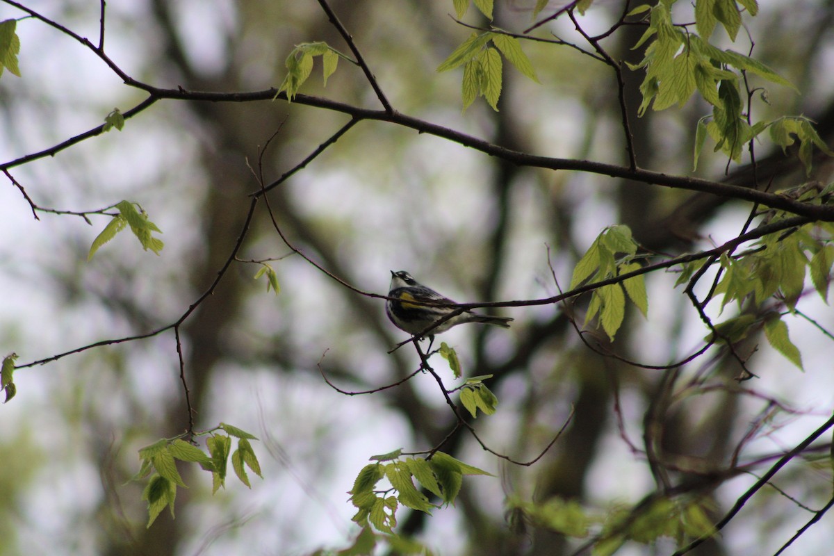Yellow-rumped Warbler - ML335641301