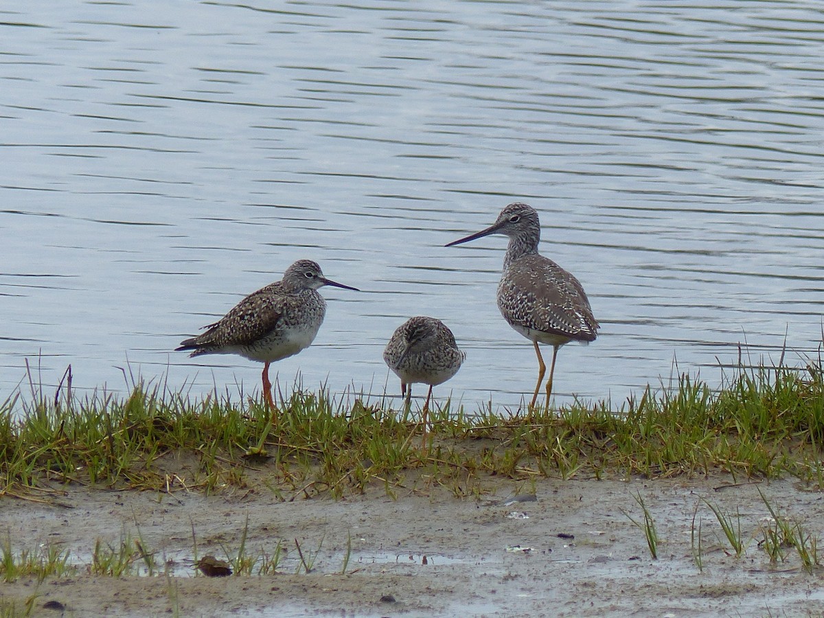 Lesser Yellowlegs - ML335641601