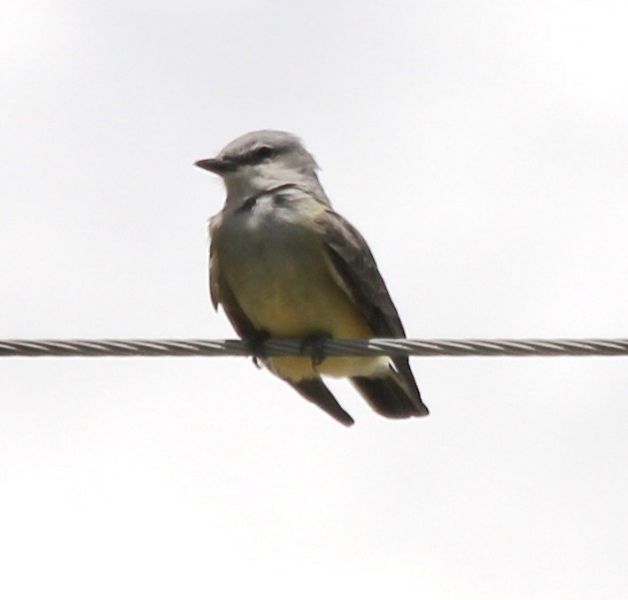Western Kingbird - ML335641821