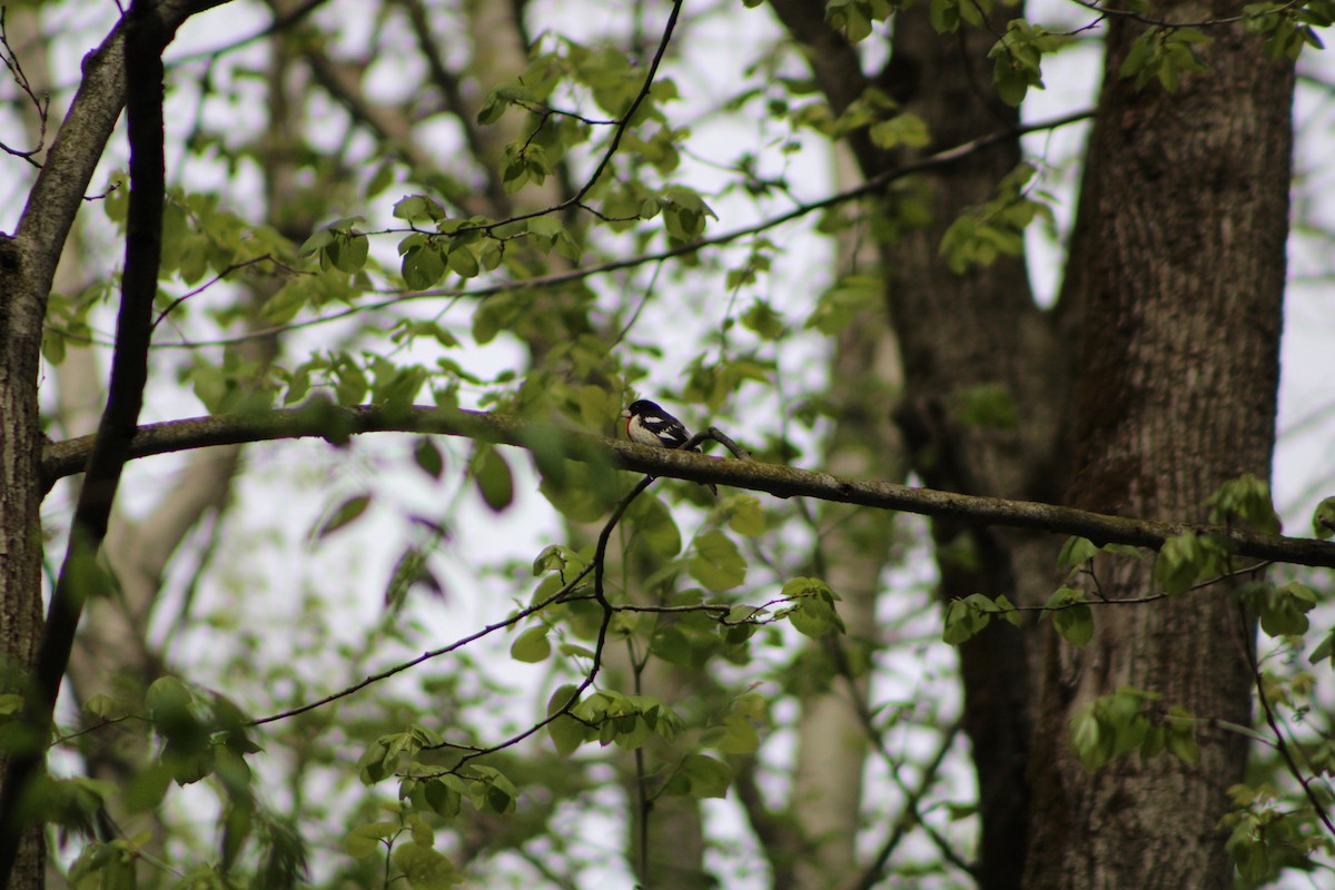 Rose-breasted Grosbeak - ML335641911