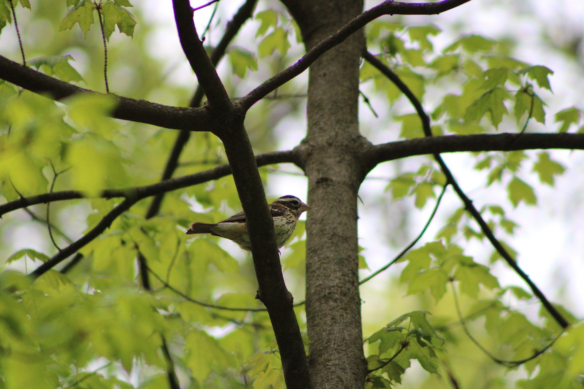 Rose-breasted Grosbeak - ML335641921