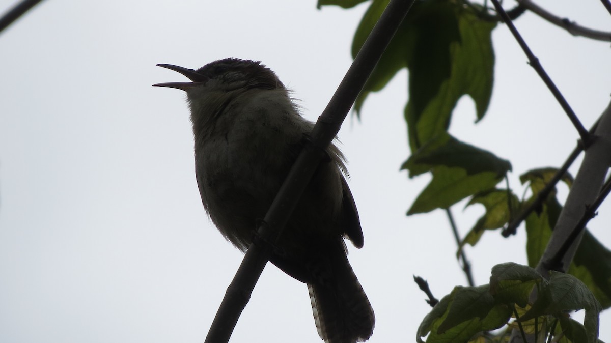 Carolina Wren - ML335642051