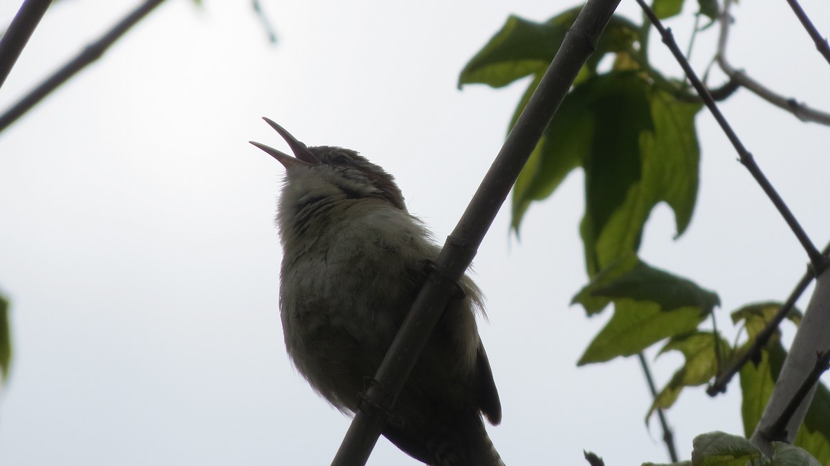 Carolina Wren - ML335642071