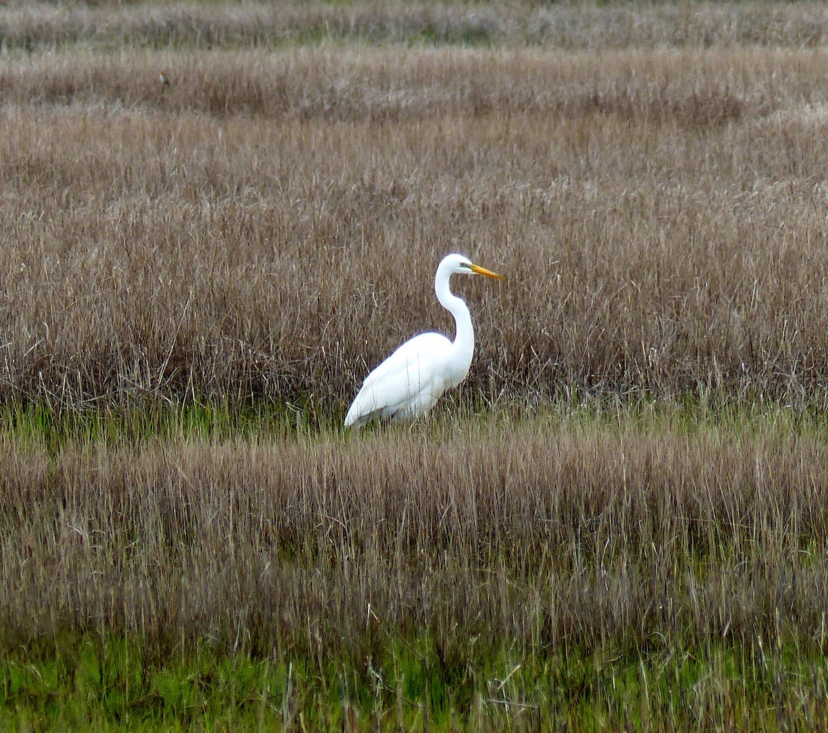 Great Egret - ML335642411