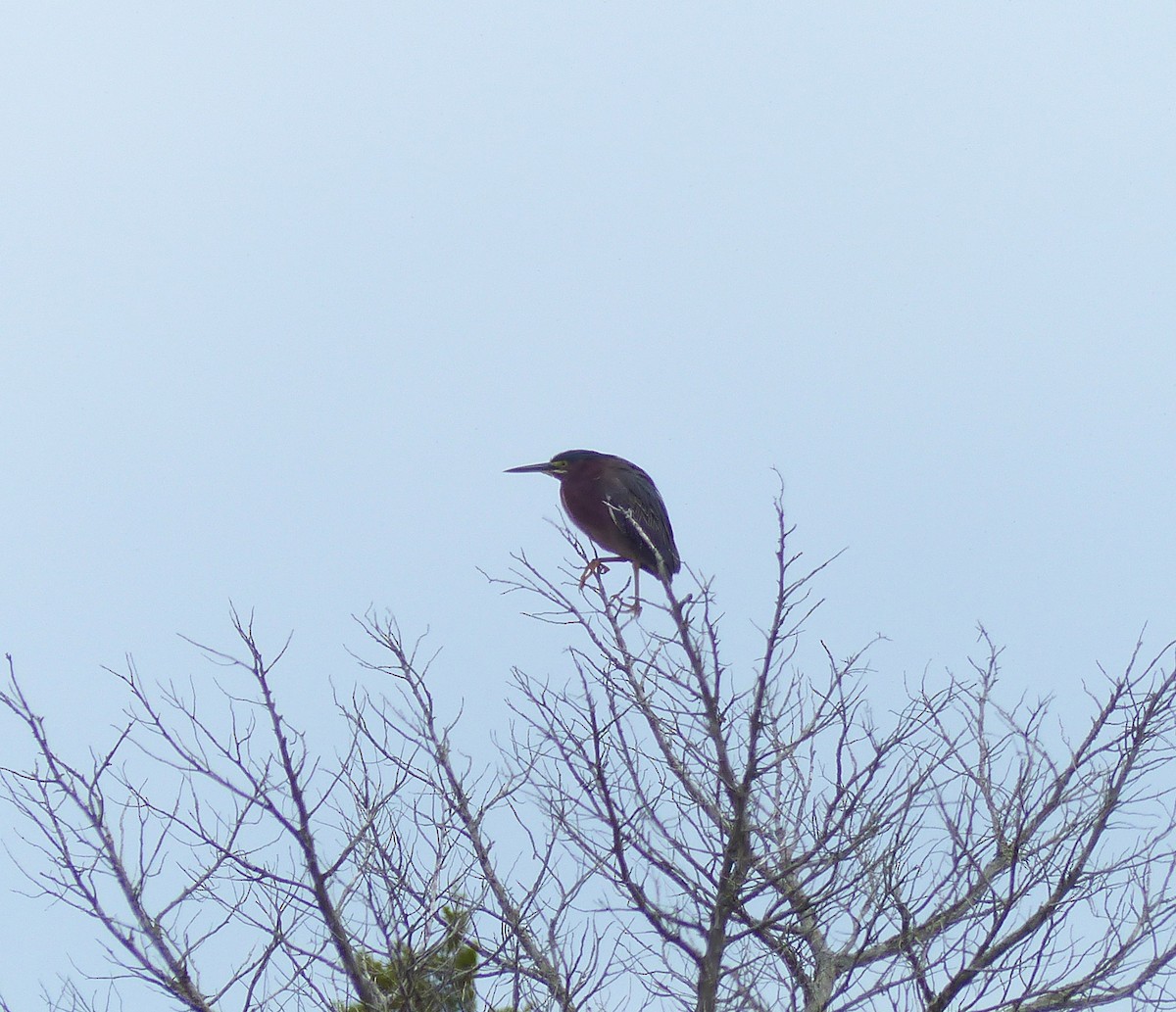 Green Heron - ML335643001