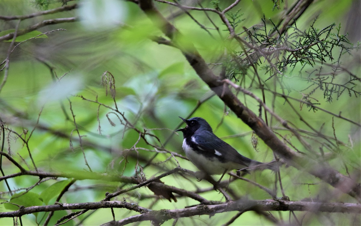 Black-throated Blue Warbler - Geoffrey Jensen
