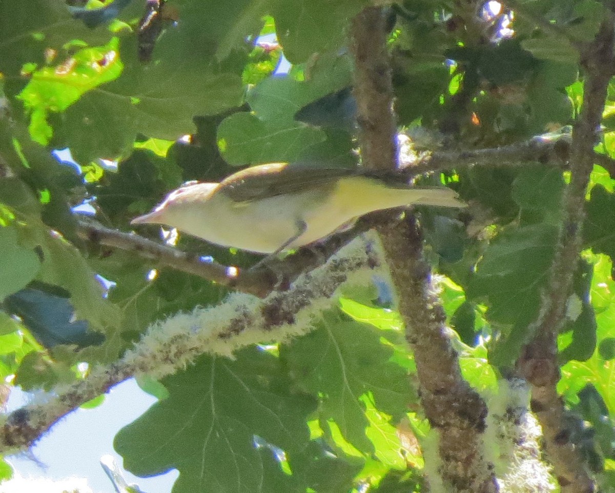 Red-eyed Vireo - ML33564311