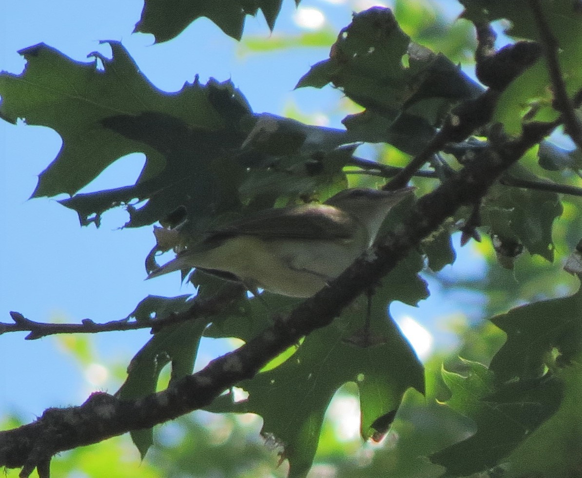 Red-eyed Vireo - ML33564321