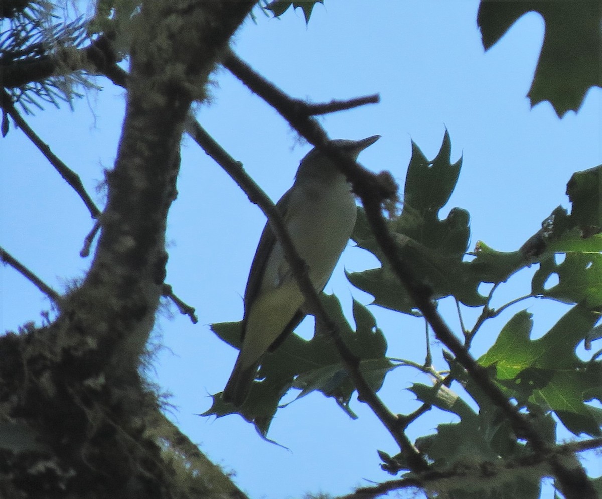 Red-eyed Vireo - ML33564341