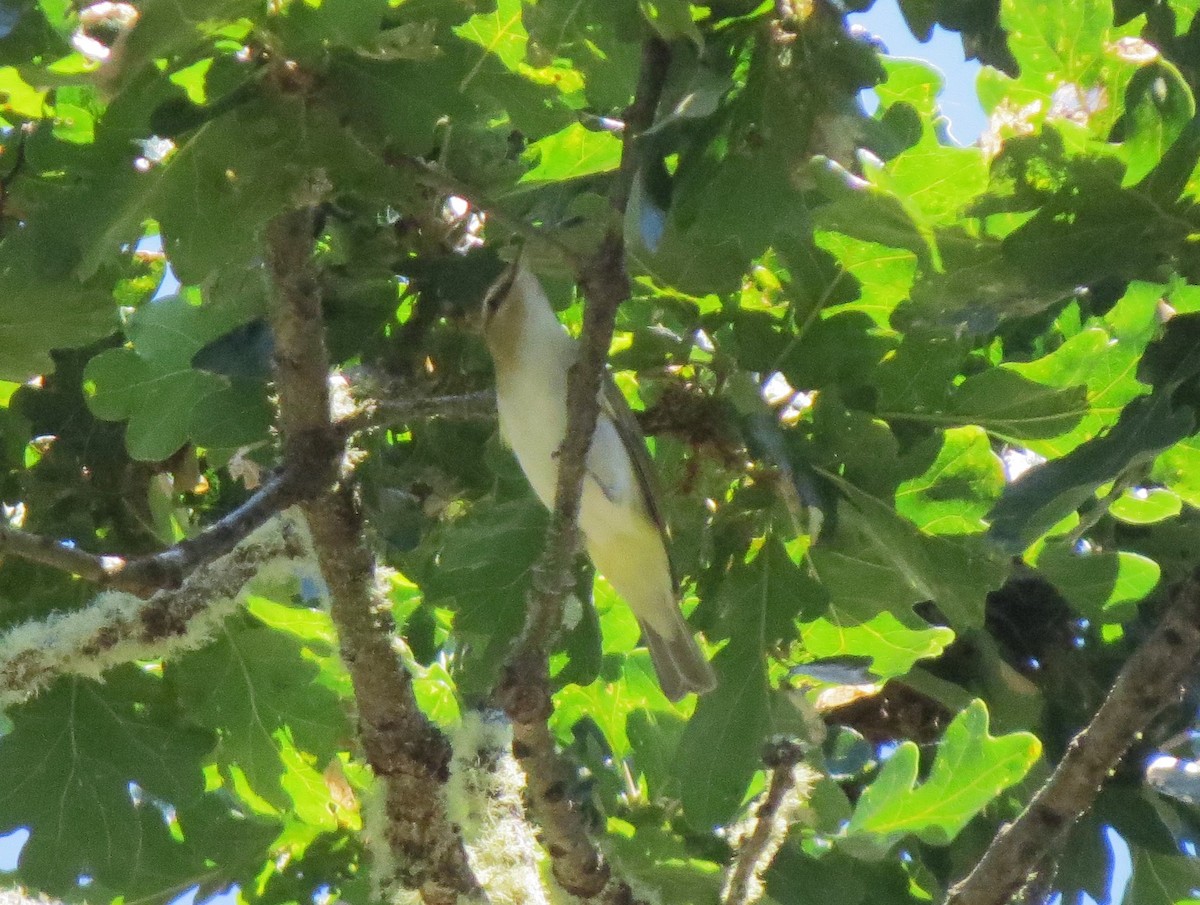 Red-eyed Vireo - ML33564371