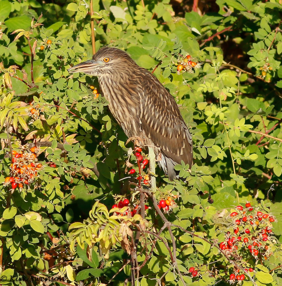 Black-crowned Night Heron - ML33564391