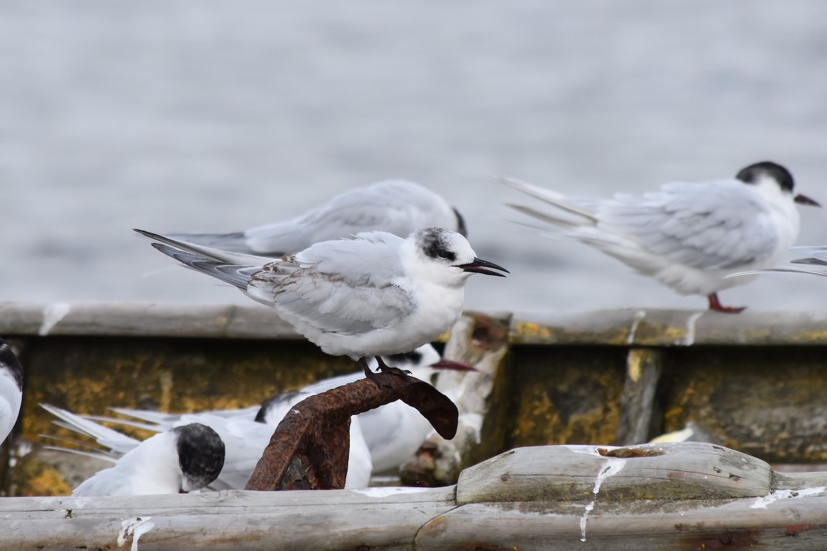 South American Tern - ML335644831