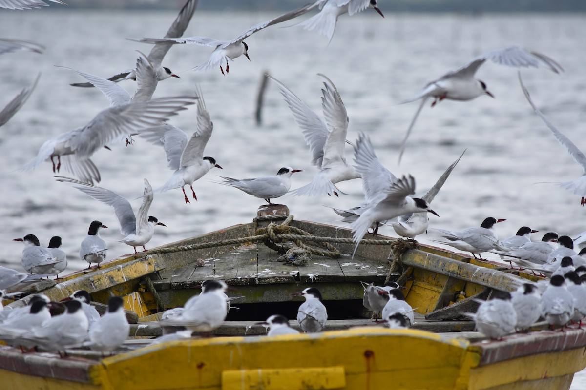 South American Tern - ML335644881