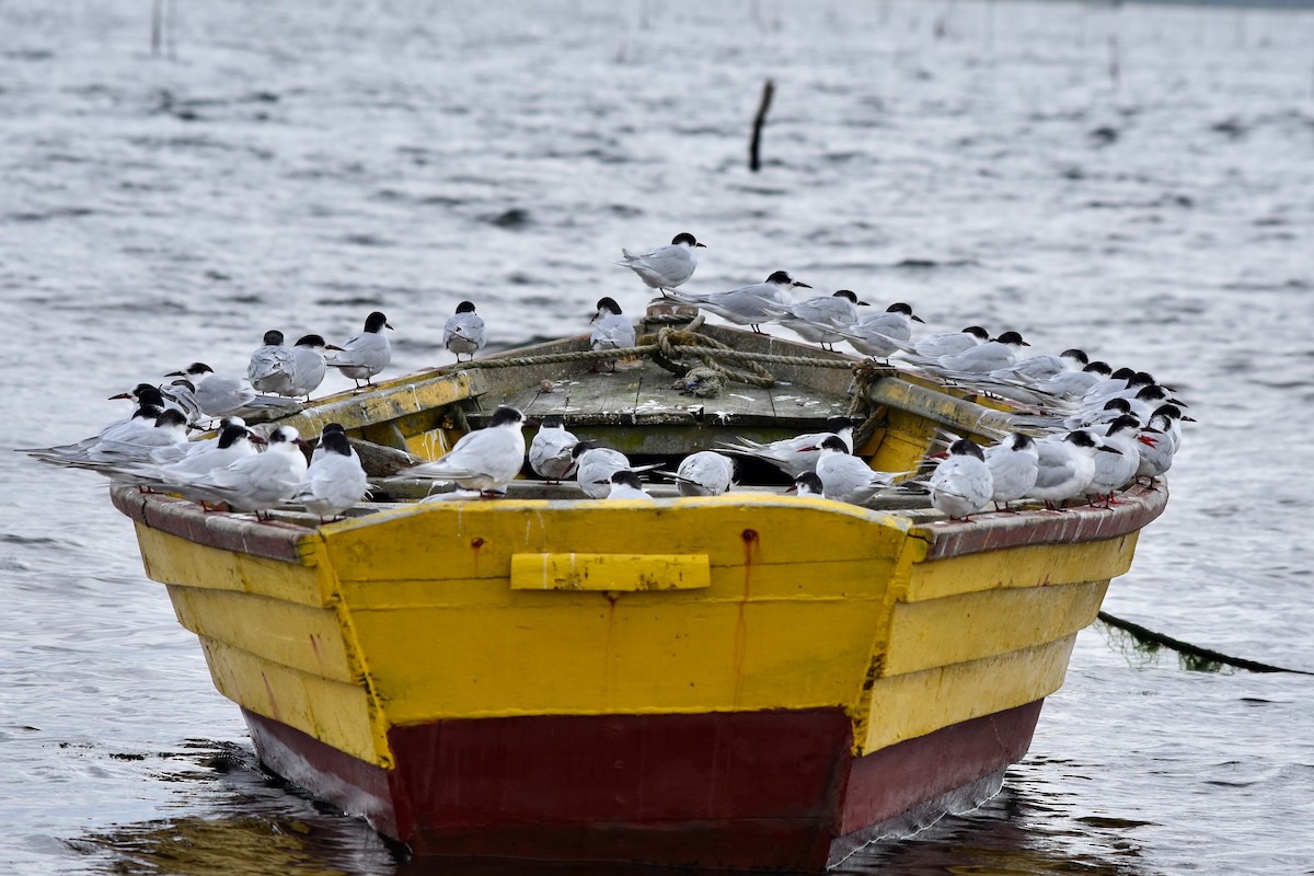 South American Tern - ML335644941