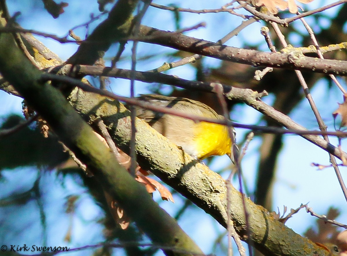 Yellow-breasted Chat - ML33564501